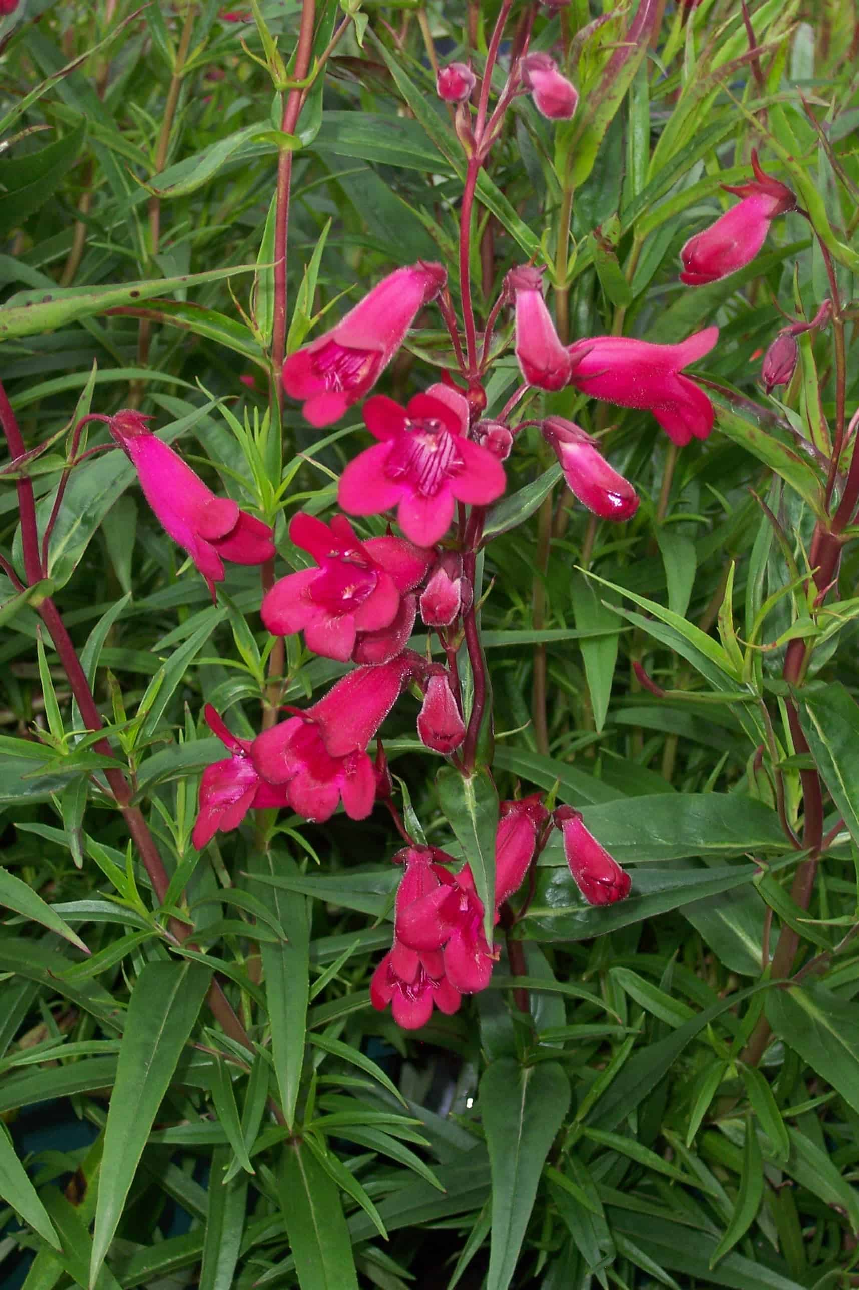 penstemon garnet